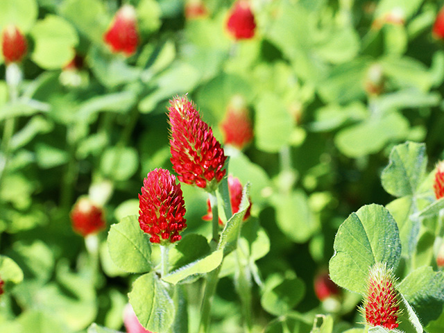 Winter annuals like crimson clover offer a competitive edge for producers willing to master their management. (DTN/Progressive Farmer photo by Pamela Smith)